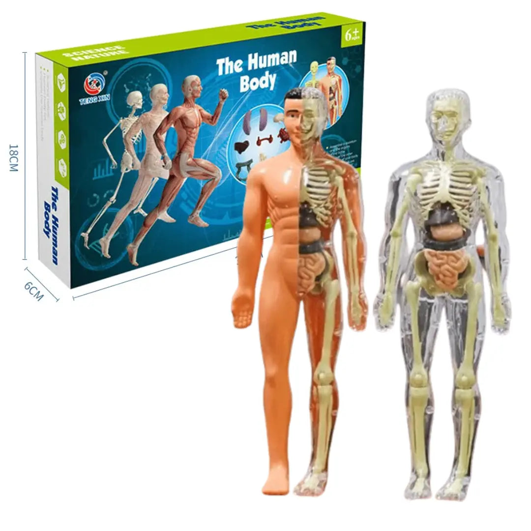 gid://shopify/MediaImage/33283815080182